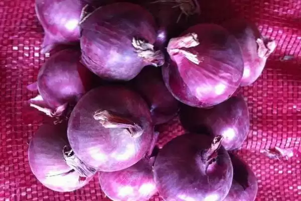 白洋葱与紫洋葱区别(白洋葱与紫洋葱在外观、口感、营养等方面有何区别)插图5