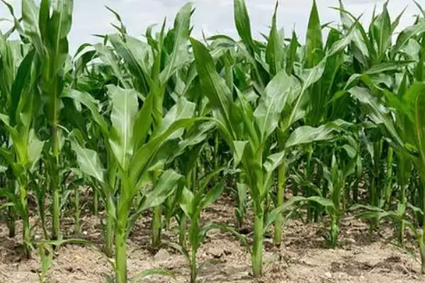 奥玉12玉米品种每亩4000株，密度有啥讲究插图3