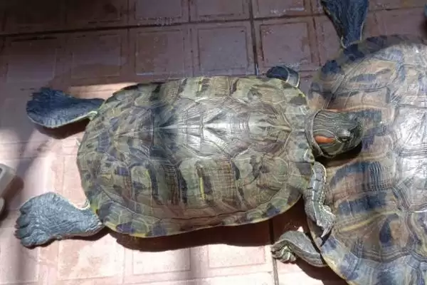 巴西龟日常养护的要点 (巴西龟定期换水之外还有哪些养护重点)插图1