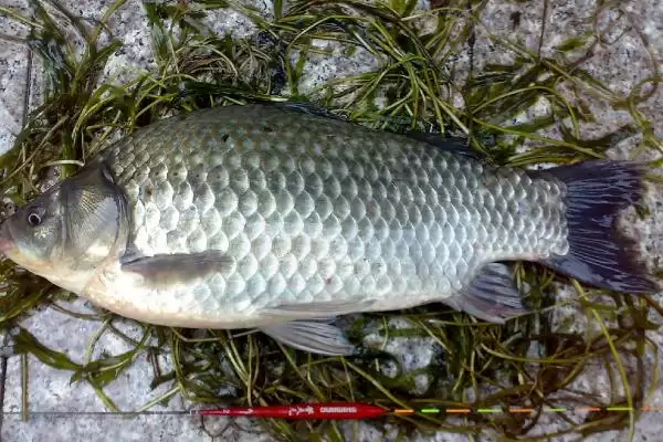 0.4号子线钓2两至半斤鱼知识(用0.4号子线钓2两至半斤鱼需要哪些知识)插图3 0.4号子线钓2两至半斤鱼知识(用0.4号子线钓2两至半斤鱼需要哪些知识)插图3