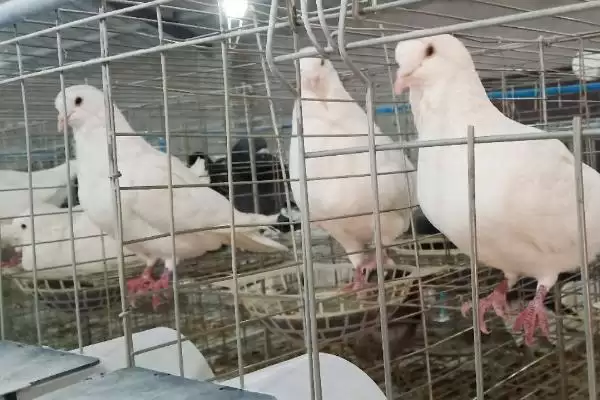 白羽王鸽3月龄首次驱虫,饲养管理要点有哪些插图5 白羽王鸽3月龄首次驱虫,饲养管理要点有哪些插图5