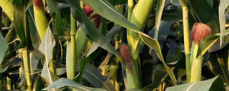 DK181玉米种子该品种株型紧凑的独特外观特性-会东网