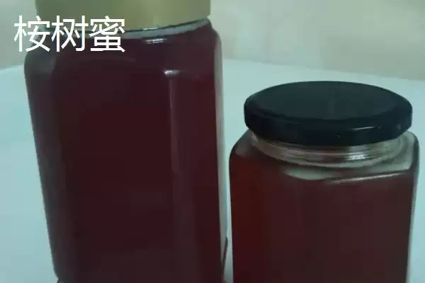 桉树蜜特性(桉树蜜是蜂蜜的一种其特性和口感风味有哪些特点)插图1 桉树蜜特性(桉树蜜是蜂蜜的一种其特性和口感风味有哪些特点)插图1