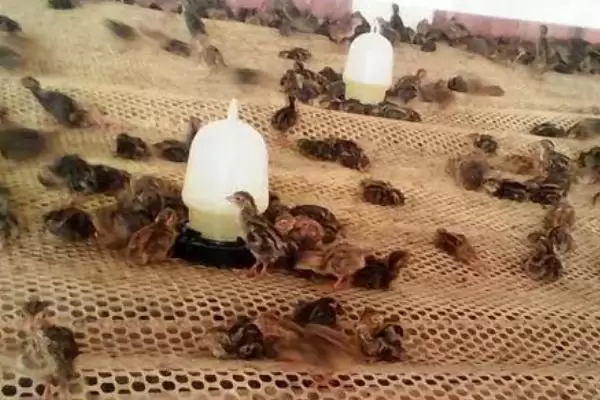 鹌鹑投喂青料过多问题(鹌鹑投喂青料过多会产生哪些问题及解决方法)插图1 鹌鹑投喂青料过多问题(鹌鹑投喂青料过多会产生哪些问题及解决方法)插图1