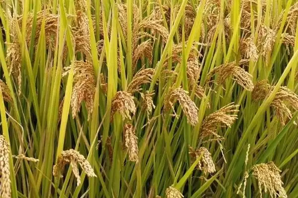 C两优4488水稻品种湘中6月12日左右播种要点(C两优4488水稻品种湘中6月12日播种要点)插图1