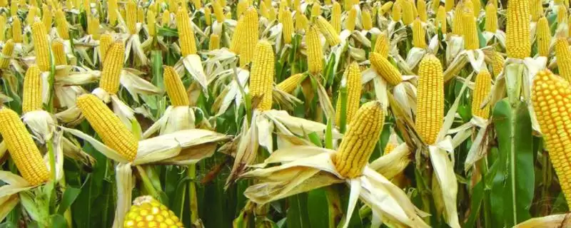 富尔D29玉米种子简介(富尔D29种子特征、种植、产量表现)-会东网