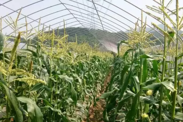 甘玉331玉米品种的特性(甘玉331品种抗病、抗倒、产量咋样)插图3