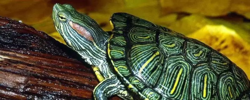 巴西龟冬眠覆盖物选择(巴西龟冬眠盖盆栽泥或干草的选择及其作用)-会东网