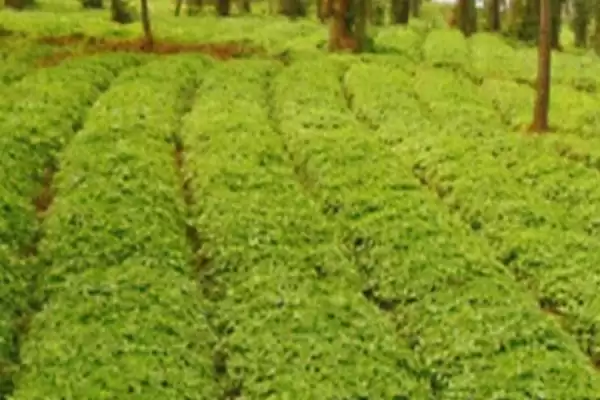 白芍选种方法(白芍选种有哪些科学有效的方法及其对生长的影响)插图6 白芍选种方法(白芍选种有哪些科学有效的方法及其对生长的影响)插图6