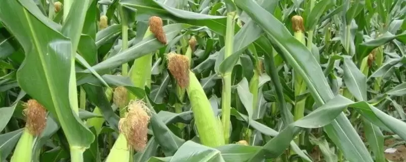 晨光3号玉米品种的特性(晨光3号玉米品种特性是怎样的呢)-会东网