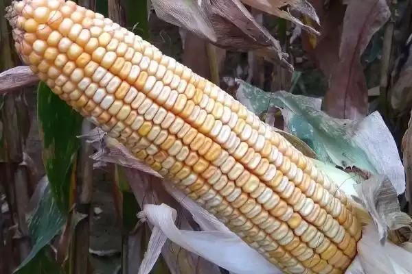 D1872玉米品种在当地农技部门指导下播种要点插图3