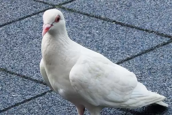 鸽子饲料(鸽子饲料有哪些种类及营养搭配要点呢)插图2