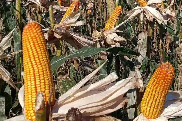 奥研401玉米品种中抗镰孢穗腐病，特性解读插图2