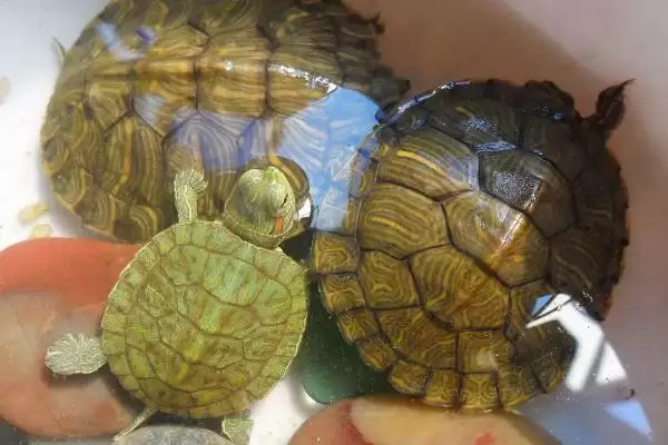 巴西龟冬眠覆盖物选择(巴西龟冬眠盖盆栽泥或干草的选择及其作用)插图3