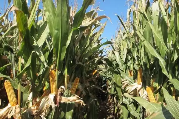 登海W365玉米种简介(登海W365玉米种情况是怎样的)插图2