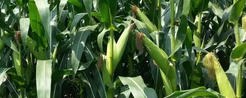 大地6号玉米品种简介(大地6号玉米品种介绍要点有哪些呢)-会东网