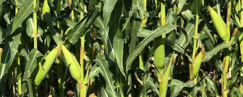 G9922K玉米种子中抗茎腐病的性能优势剖析-会东网