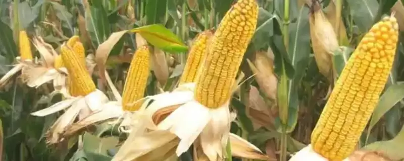 东科301玉米种简介(东科301玉米种情况如何)-会东网