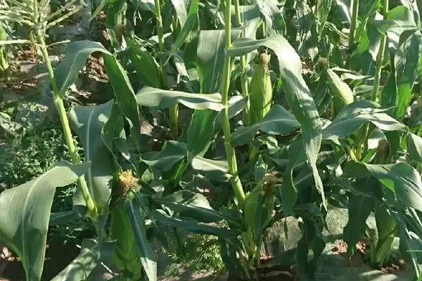 中等肥力以上地块种植的SK4517玉米种子,有啥特点?插图1 中等肥力以上地块种植的SK4517玉米种子,有啥特点?插图1