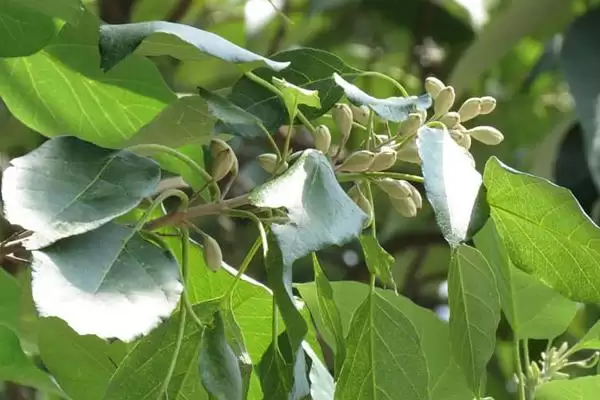 白花泡桐果实用途(白花泡桐果实有哪些用途及其在医药和工业上的应用)插图1 白花泡桐果实用途(白花泡桐果实有哪些用途及其在医药和工业上的应用)插图1