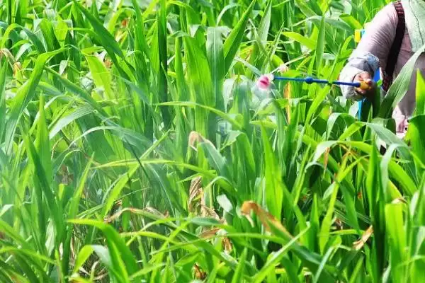 910HA玉米种简介，密度4000－4500株／亩插图3