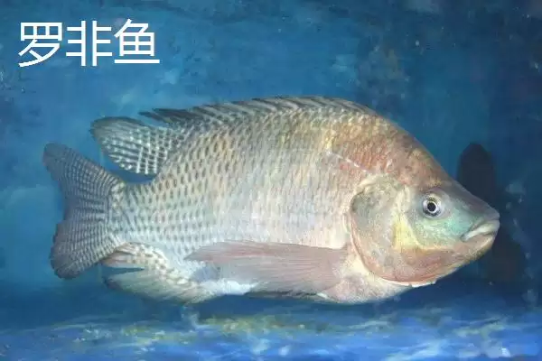 7号伊豆钩适合钓多大的鱼(7号伊豆钩在正常垂钓时适合钓多大的鱼呢)插图3 7号伊豆钩适合钓多大的鱼(7号伊豆钩在正常垂钓时适合钓多大的鱼呢)插图3