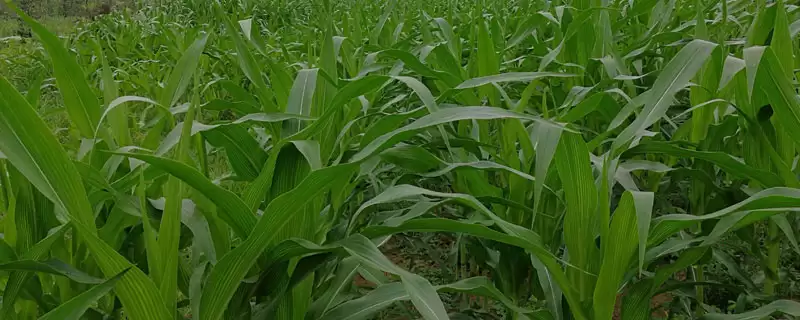 奥玉026玉米种子大喇叭口期防螟虫,注意啥插图 奥玉026玉米种子大喇叭口期防螟虫,注意啥插图
