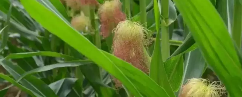 滇砚150玉米种子特征特性(滇砚150玉米种子有啥特性)-会东网