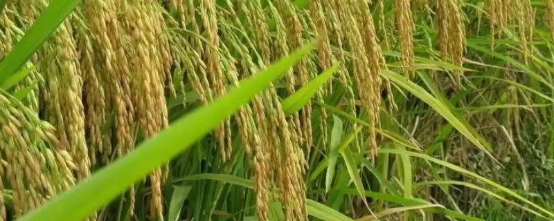 安丰优3301水稻种子简介(安丰优3301水稻种子特性及防病害要点)插图 安丰优3301水稻种子简介(安丰优3301水稻种子特性及防病害要点)插图