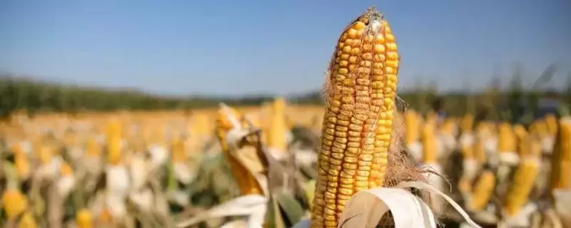 爱玉269玉米种子特点，密度4000株／亩左右的依据-会东网