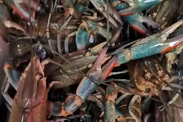 澳洲龙虾养殖饵料人工配比，有哪些关键要点插图3