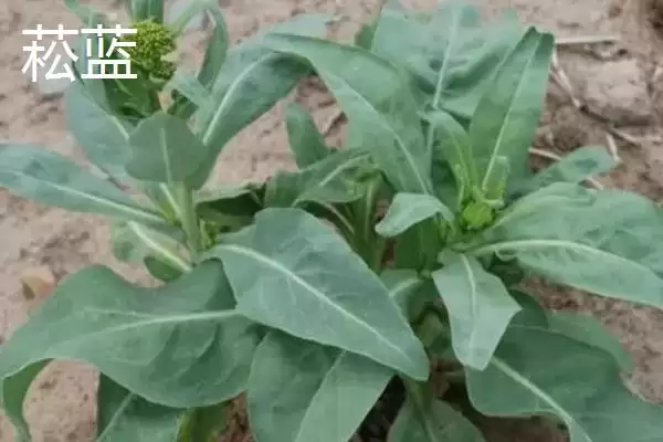 白菜同类蔬菜(白菜同类蔬菜及其在种植和食用上的特点和区别)插图4 白菜同类蔬菜(白菜同类蔬菜及其在种植和食用上的特点和区别)插图4