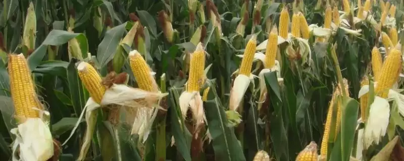 迪卡008玉米种子简介(迪卡008玉米种子情况如何)-会东网