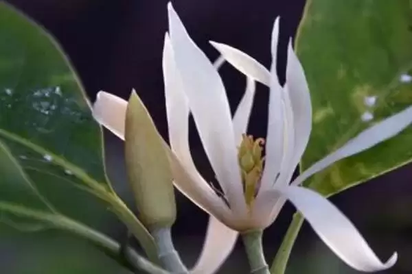 白兰花夏季养护的要点 (白兰花夏季防阳光直射还有什么养护重点)插图2