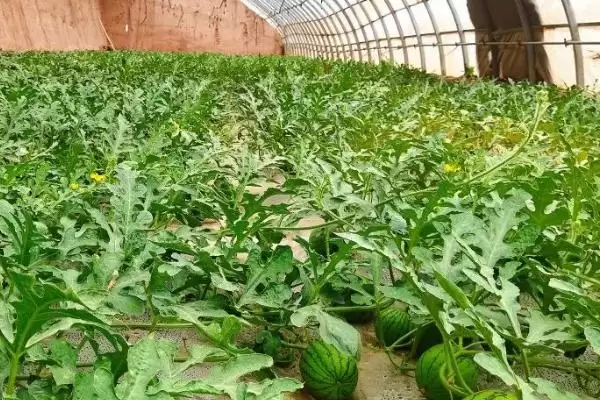 大棚种植西瓜的丰产方式(大棚种植西瓜怎样实现丰产呢)插图3 大棚种植西瓜的丰产方式(大棚种植西瓜怎样实现丰产呢)插图3