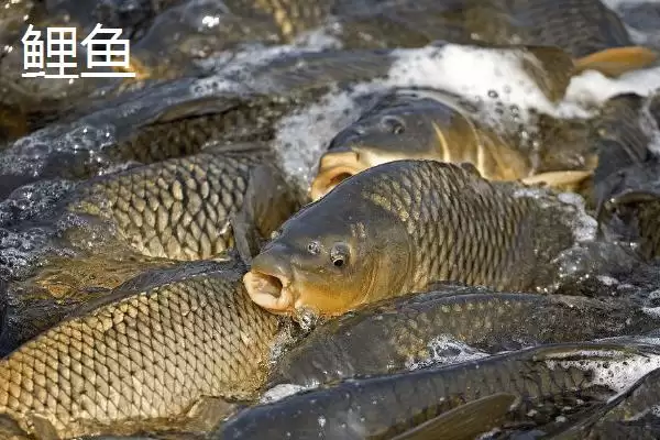 5号金袖钩适钓鱼种(5号金袖钩在实际垂钓中主要适合钓哪些鱼种呢)插图3