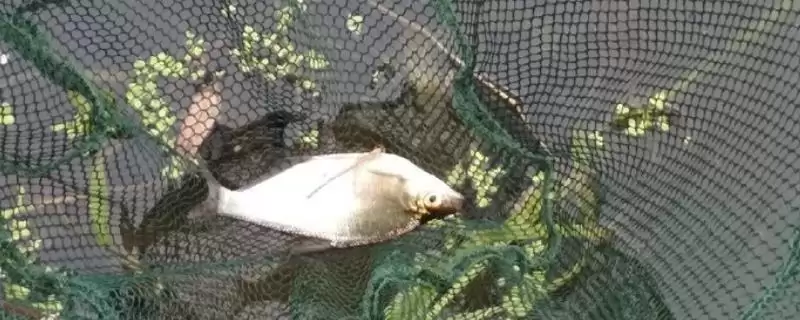 钓鳊鱼用什么商品饵料(钓鳊鱼适合用啥商品饵料)-会东网