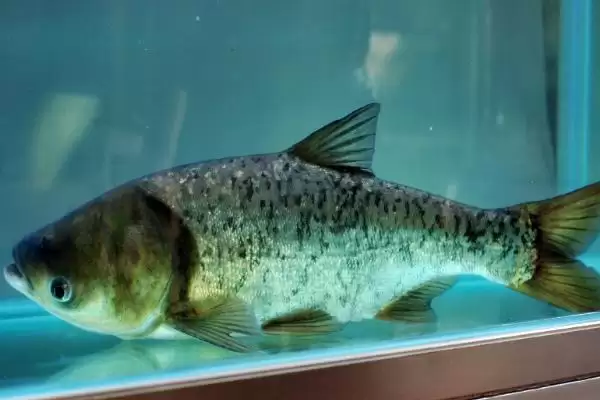 10米鱼竿怎么抛出去(10米鱼竿在抛竿时需要运用哪些技巧和方法呢)插图6