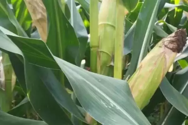 谷大681玉米种子简介(谷大681种子特征、种植、产量效益呢)插图1 谷大681玉米种子简介(谷大681种子特征、种植、产量效益呢)插图1