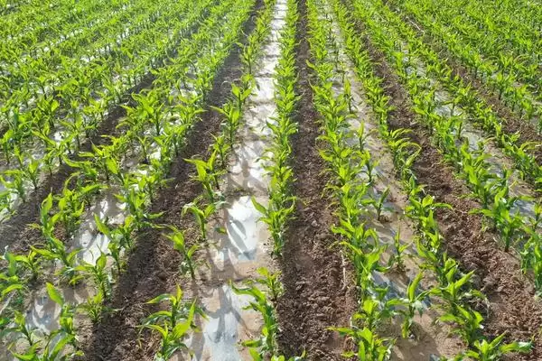 C8200玉米种子大喇叭口时期防玉米螟要点解析插图3 C8200玉米种子大喇叭口时期防玉米螟要点解析插图3