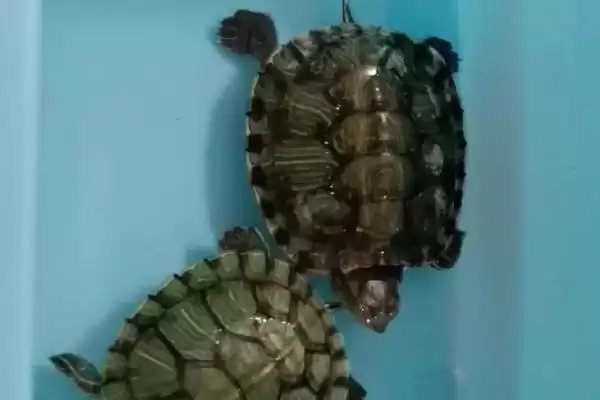 巴西龟冬眠覆盖物选择(巴西龟冬眠盖盆栽泥或干草的选择及其作用)插图1