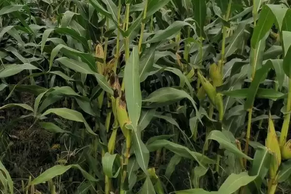 宝玉988玉米种子介绍(宝玉988玉米种子优势、种植要点有啥)插图3 宝玉988玉米种子介绍(宝玉988玉米种子优势、种植要点有啥)插图3