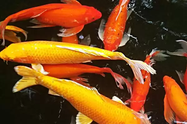 1.5 米鱼缸适合养殖的鱼类 (1.5 米的鱼缸适合养锦鲤招财鱼等的原因)插图1