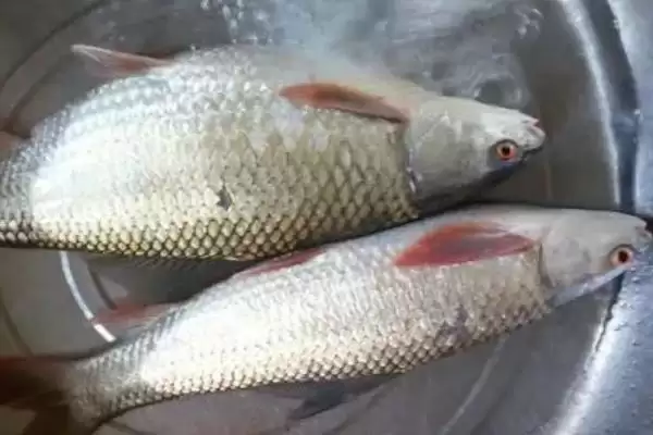 0.8号千又钩钓1斤至2斤鱼指南(0.8号千又钩钓1-2斤鱼有哪些实用指南)插图4