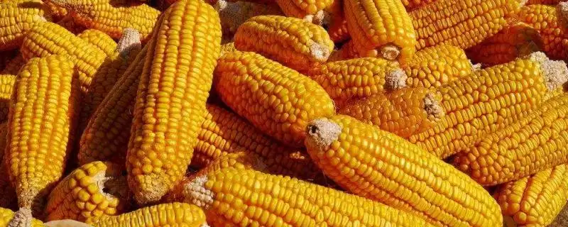 丰州801玉米种子介绍(丰州801种子特点、种植、产量效益)-会东网