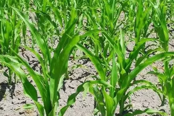 出苗至成熟116天的R7005玉米种,有何特别之处?插图1 出苗至成熟116天的R7005玉米种,有何特别之处?插图1