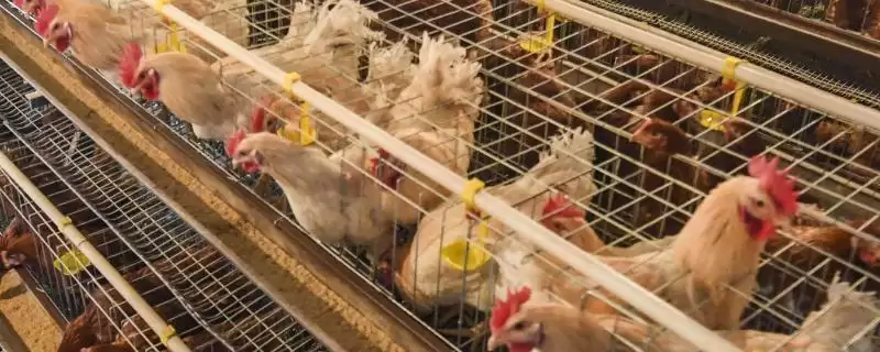 蛋鸡喂什么料下蛋多(蛋鸡喂什么饲料下蛋更多呢)-会东网