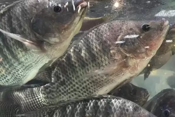 5号袖钩需要用多大子线(5号袖钩在搭配子线时选择多大规格较为合适)插图4