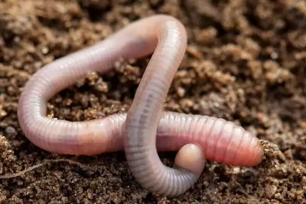 白天钓鲶鱼钓深水的原因(白天钓鲶鱼选择深水区域的具体原因是什么呢)插图5 白天钓鲶鱼钓深水的原因(白天钓鲶鱼选择深水区域的具体原因是什么呢)插图5