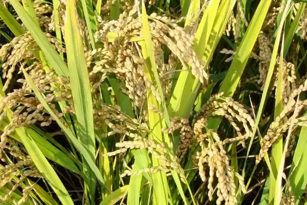 AB889玉米种子灰斑病防治与种子特性解析插图3 AB889玉米种子灰斑病防治与种子特性解析插图3